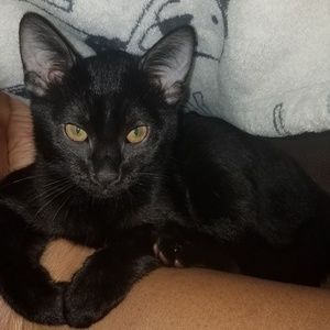 Meet your Posher, Sherina